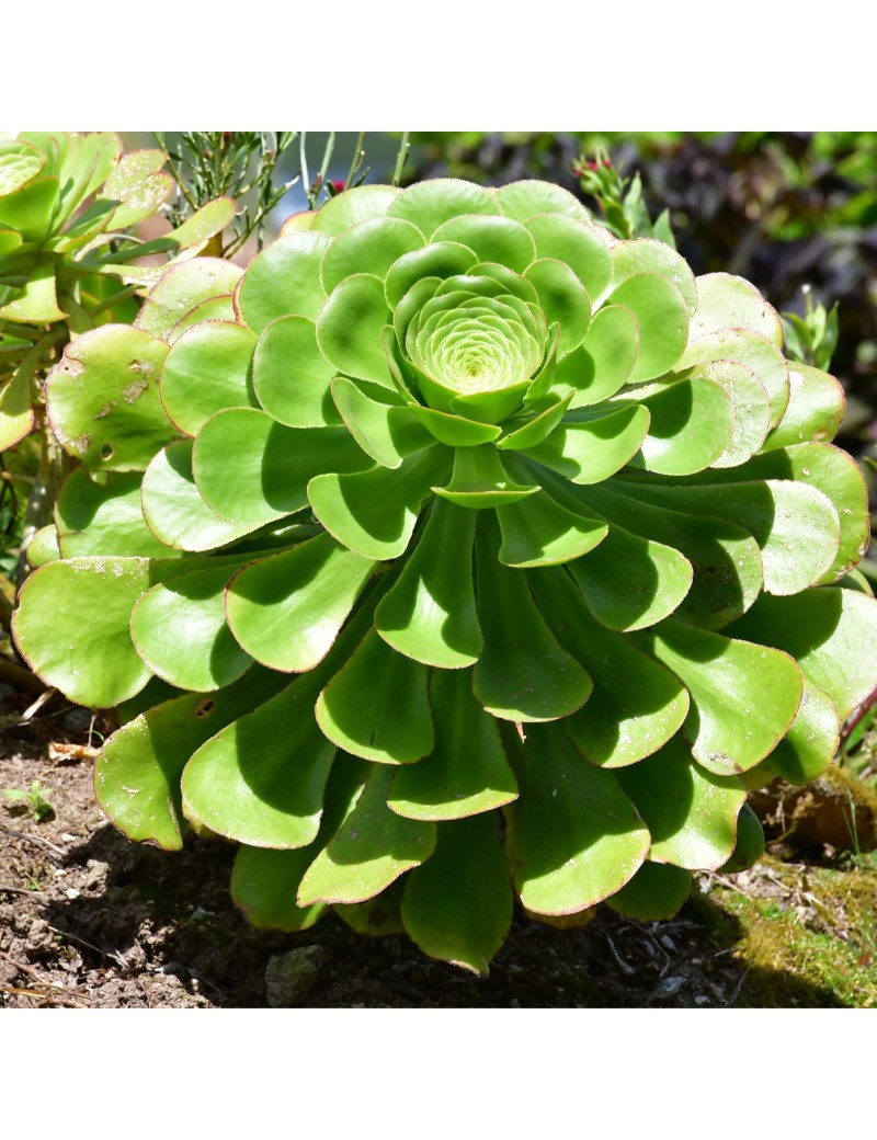 Aeonium undulatum