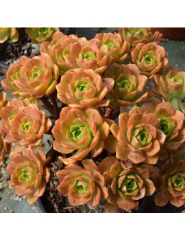 Aeonium 'Bronze Medal'