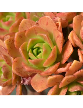 Aeonium 'Bronze Medal'