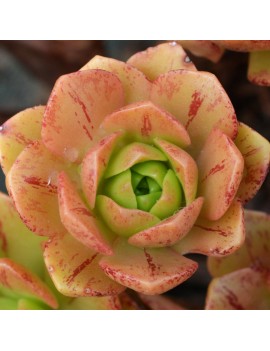 Aeonium 'Bronze Medal'