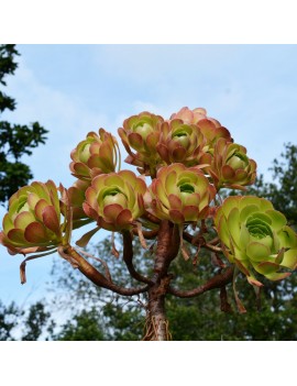 Aeonium 'Blushing Beauty'