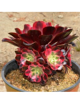 Aeonium 'Medusa'