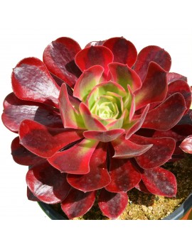 Aeonium 'Medusa'