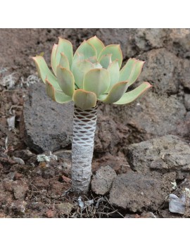 Aeonium appendiculatum