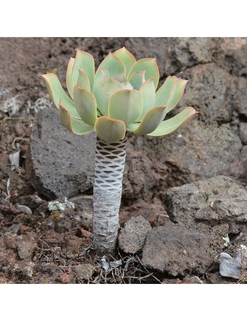 Aeonium appendiculatum Aeonium appendiculatum
