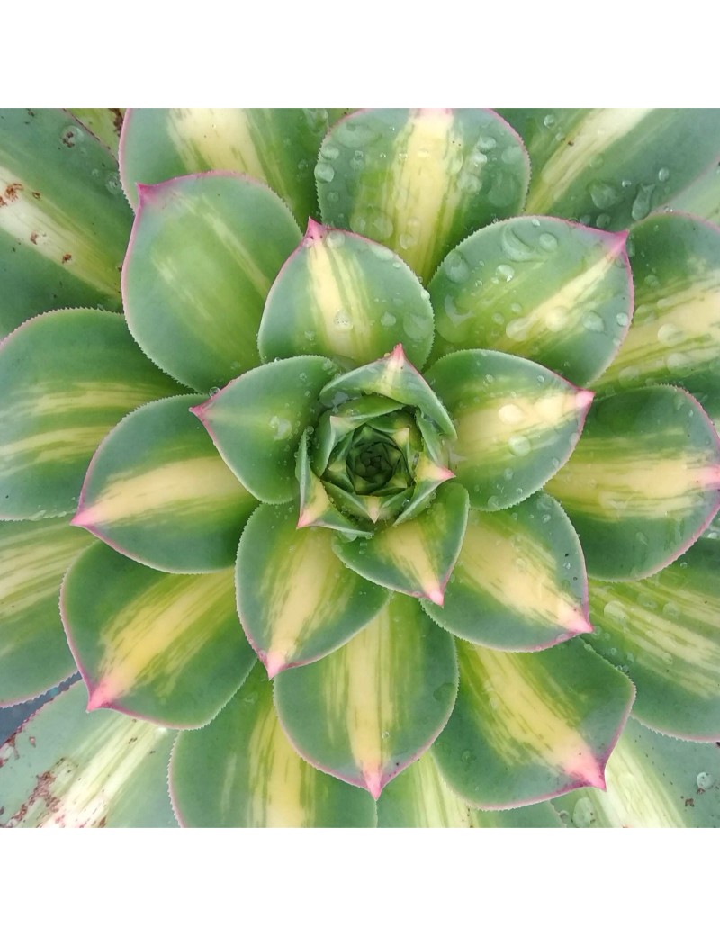 Aeonium 'Starbust' Aeonium 'Starbust'