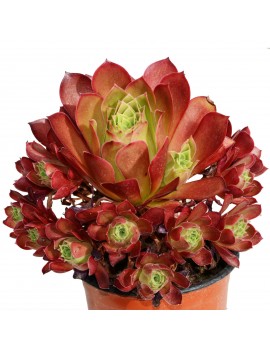 Aeonium 'Phoenix Flame'