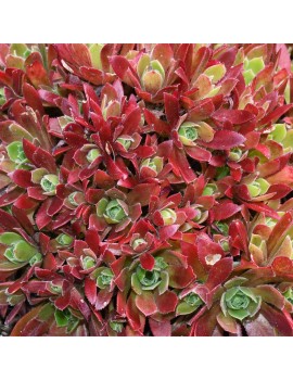 Aeonium 'Cornish Tribute'