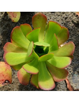 Aeonium glutinosum