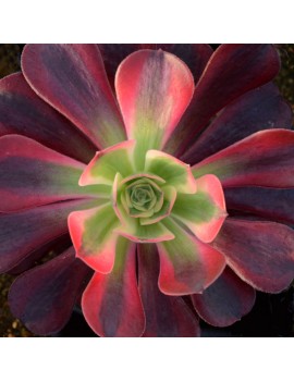 Aeonium 'Medusa'