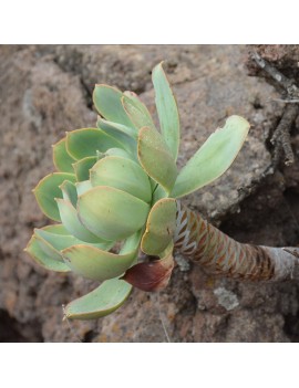 Aeonium appendiculatum