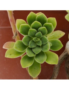 Aeonium lindleyi