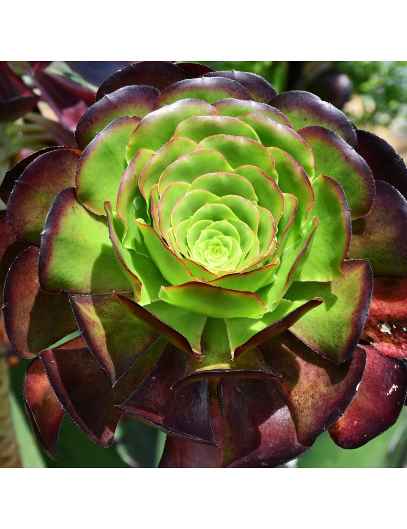 Aeonium 'Cyclops'