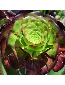 Aeonium 'Cyclops'