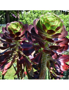 Aeonium 'Cyclops'