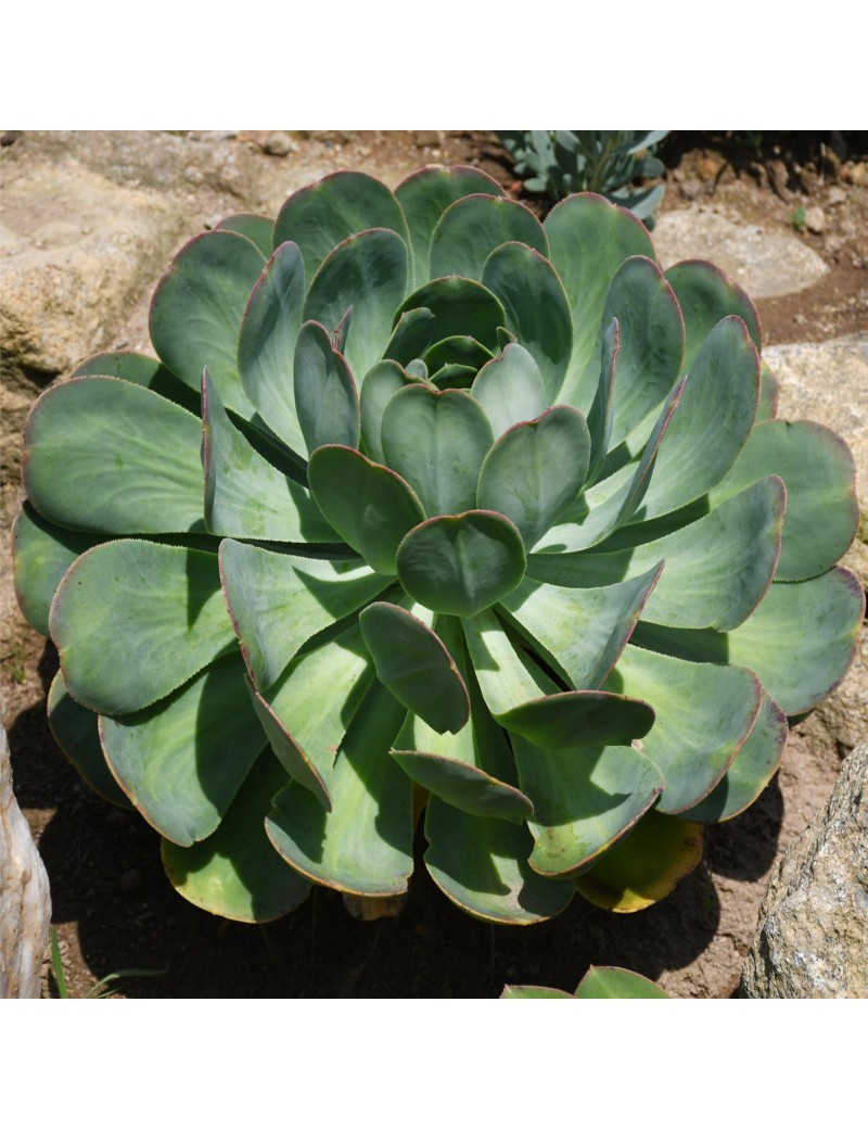 Aeonium hierrense