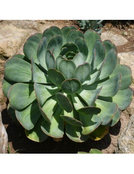 Aeonium hierrense