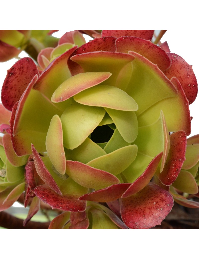 Aeonium 'Blushing Beauty' Aeonium 'Blushing Beauty'