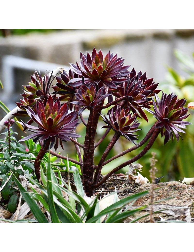 Aeonium 'Firecracker'