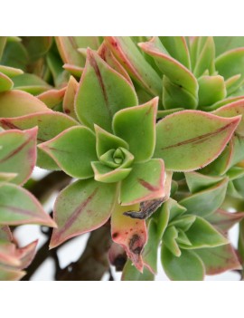 Aeonium leucoblepharum Yémen