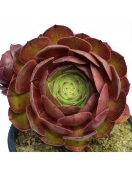 Aeonium 'Halloween' ou 'Madeira Rose'