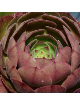 Aeonium 'Halloween' ou 'Madeira Rose'