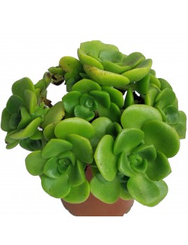 Aeonium 'Lily Pad'