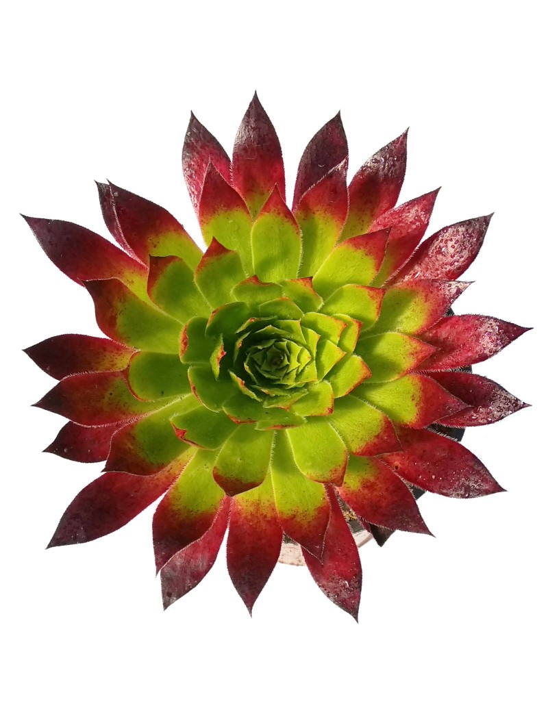 Aeonium 'Black Magic' Aeonium 'Black Magic'