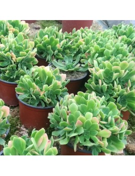 Aeonium 'Edinburgh'