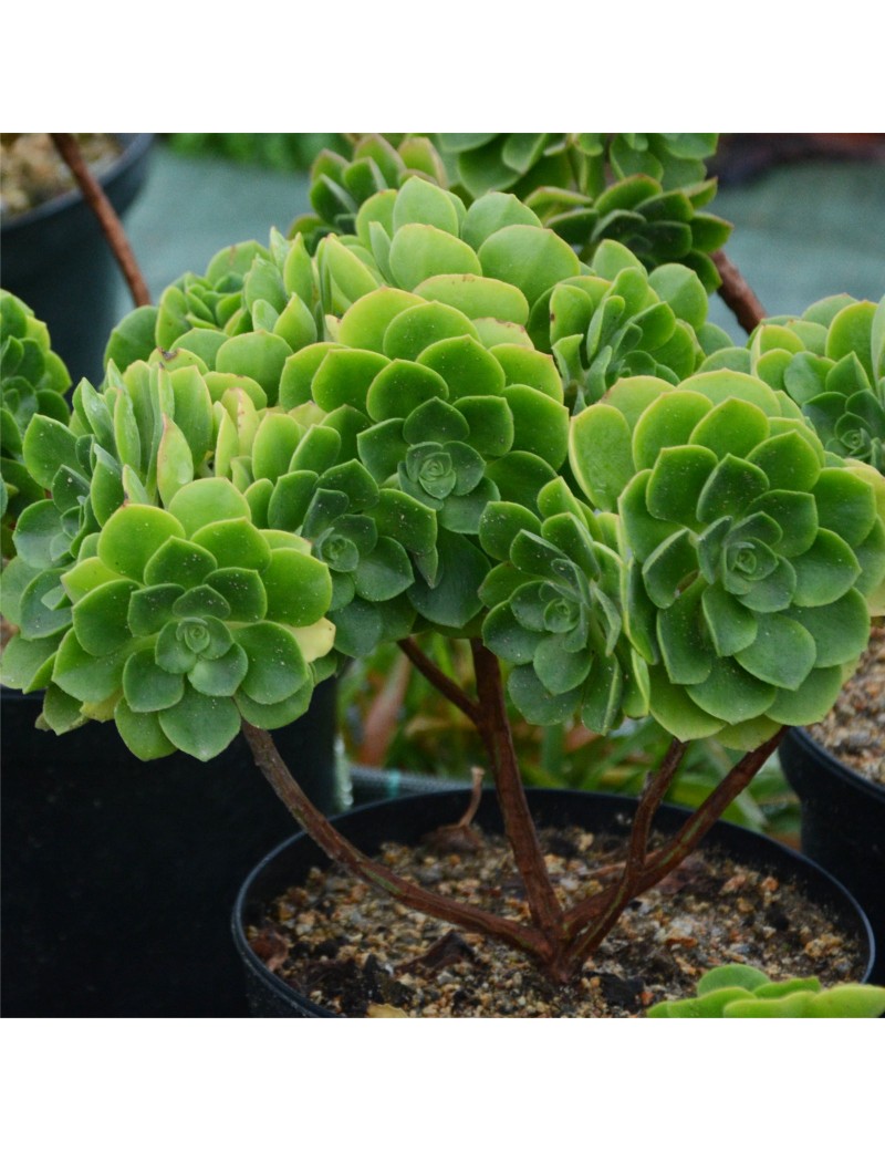 Aeonium 'x santosianum'