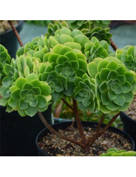 Aeonium 'x santosianum'