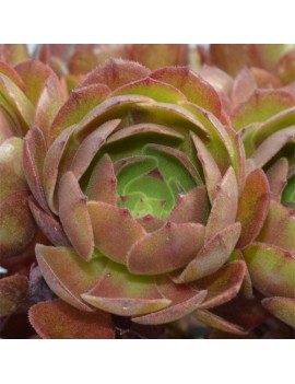 Aeonium 'Halloween' ou 'Madeira Rose'