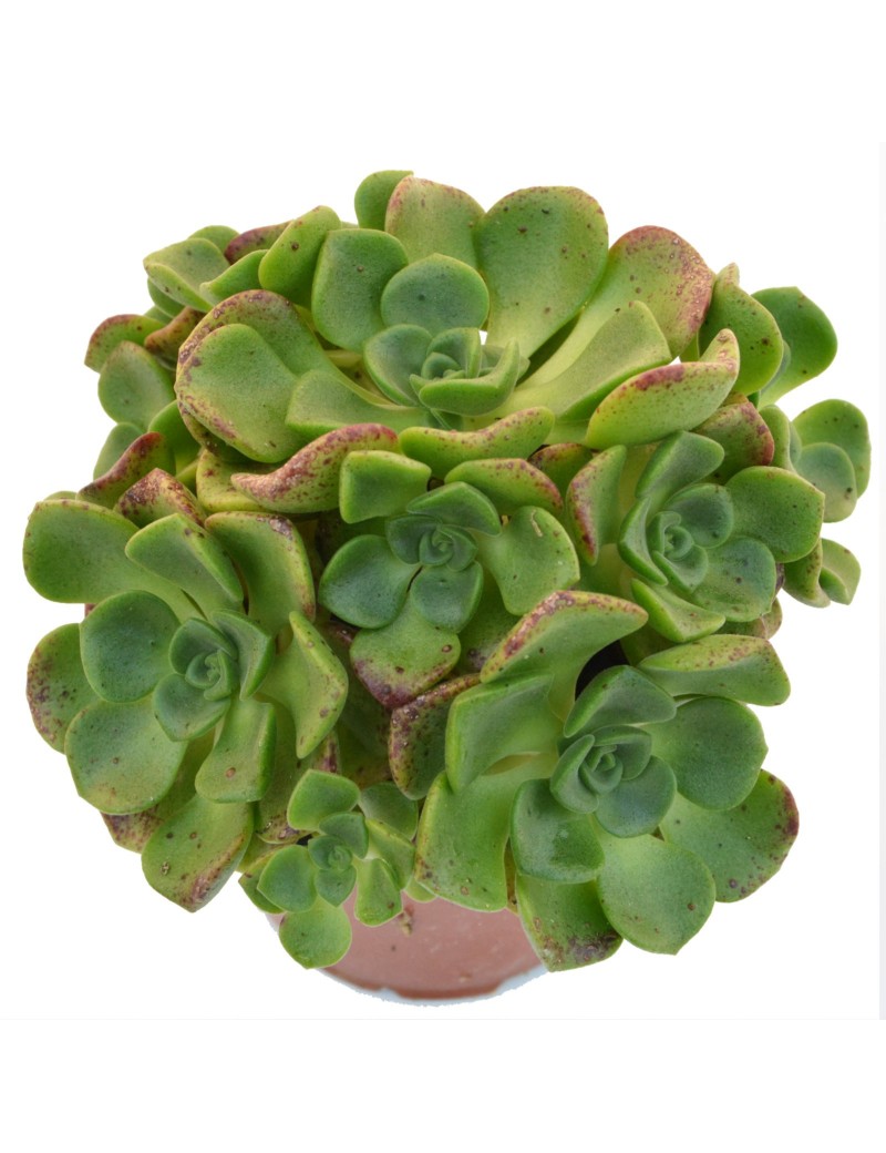 Aeonium 'Lily Pad' Aeonium 'Lily Pad'
