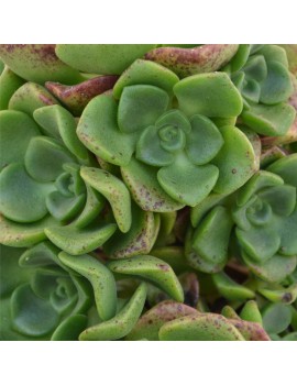 Aeonium 'Lily Pad'