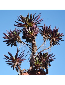 Aeonium 'Firecracker'