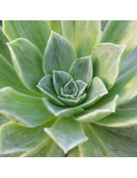 Aeonium 'Taeyang variegata'