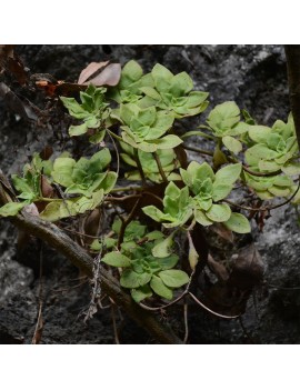 Aeonium goochiae