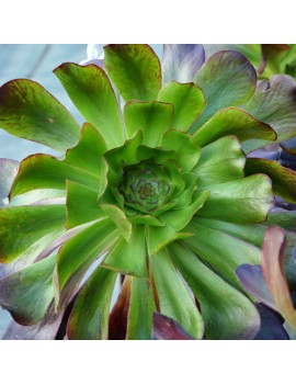 Aeonium 'Cyclops'