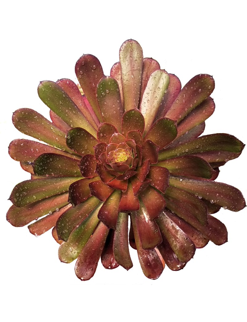 Aeonium 'Copper Kettle' Aeonium 'Copper Kettle'