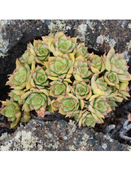 Aeonium lancerottense