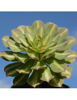 Aeonium 'Starbust'