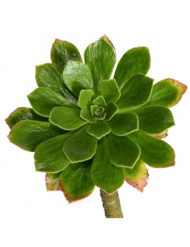 Aeonium smithii