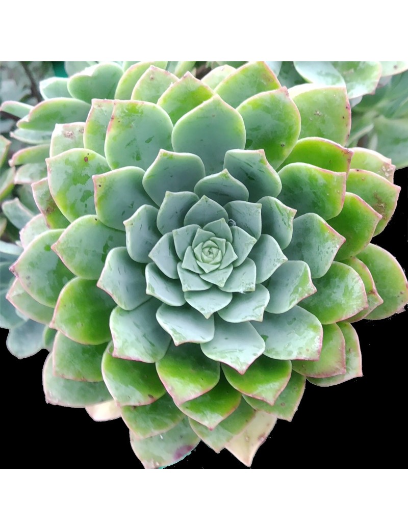 Aeonium catello-paivae Aeonium catello-paivae
