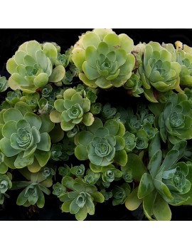 Aeonium dodrantale, greenovia dodrantalis