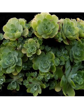 Greenovia dodrantalis ou Aeonium dodrantale.