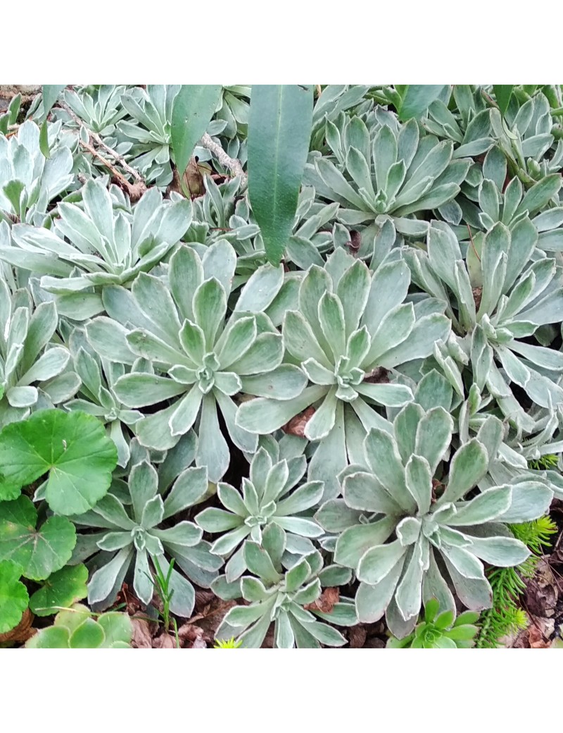 Aeonium 'Ballerina' Aeonium 'Ballerina'