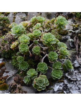 Aeonium leucoblepharum Éthiopie