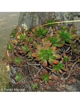 Aeonium leucoblepharum Somalie © Tomáš Mazuch