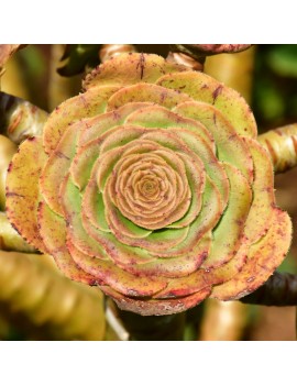 Aeonium arboreum ssp. holochrysum