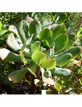 Aeonium escobarii